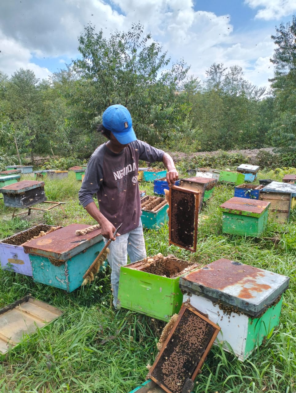 peternakan madu bumi lancang kuning
